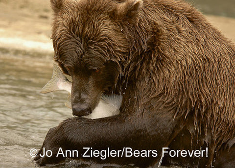 "It's Mine" Brown Bear Photo Print Photographer: Jo Ann Ziegler  5" x 7 " photograph  8" x 10" Brown Mat  Brown Bear catching Salmon  Comes in a protective sleeve  On acid free mat board