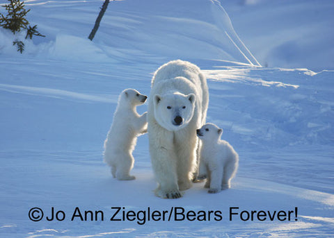 " Mom Are You Sure? " Framed Polar Bear Photograph Photographer: Jo Ann Ziegler  Mom Polar Bear walking with Two cubs  10" long x 8" high photograph  There is a 14" x 11" white 1 1/2" matte around the photograph  Framed in a slim silver colored frame  Wire attached on back of frame for hanging  This picture would be great in a den, office or over a fireplace
