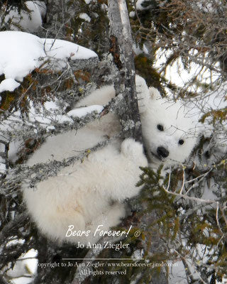" Peek-a-Boo " Polar Bear Cub ID Luggage Tags Photographer: Jo Ann Ziegler  Hard Plastic  2.75" x 4"  Hard Plastic  Sealed clear bags protect all of the products.  Perfect for backpacks, duffle bag, yoga bags, instrument cases and so much more!  Collect the whole polar bear set!  Wyoming Artist  Photo taken in Wapusk National Park, Manitoba, Canada