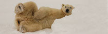 " Bearing It All" Polar Bear Sideways In Snow Bookmark Bookmarks Photographer: Jo Ann Ziegler  Adult polar bear lay on his side in a pile of snow  7" long x 3" wide x 1/16" thick  Plastic coated bookmark  Wyoming Artist  Photo taken in Wapusk National Park, Manitoba, Canada  Please note, that is each photograph is taken by the Artist , with a slight variation between each piece