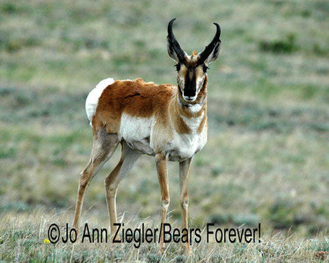 Prairie King Pronghorn Buck Photographer: Jo Ann Ziegler  ID Luggage Tag  Mature Pronghorn Buck with nice horns. Full Body shot  The Fastest land mammal in North America  Can run up to 60+ mph  Also nicknamed: antelope or speed goat  Hard Plastic tag measures 2 3/4" X 4", comes with clear PVC strap  ID tags: use on your luggage, backpack, yoga bag, instrument case, anywhere you need to find your pack quickly  Photos are property of the Artist