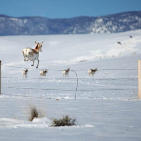 Jumping Pronghorn Fine Art Metal Print