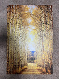 " Aspen Alley " Photograph