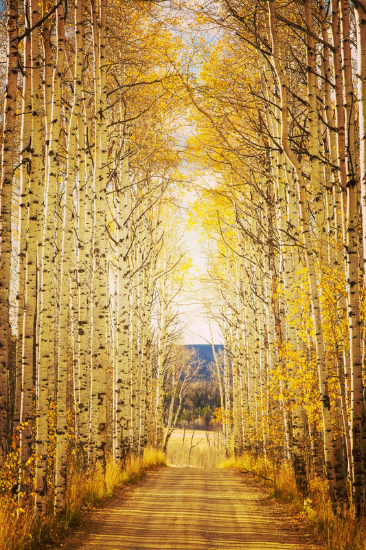 Aspen Alley: an impressive, short stretch of aspen trees in the Sierra Madres Mountains, about 5 miles above Encampment Wyoming.  