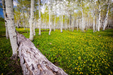 Sierra Madre Spring Meadow, Battle Mountain Scenic Bypass Road above Encampment, Wyoming. framed 5 x 7 print in a wood styled frame