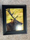 " Bull Elk Profile " Photograph