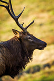 Bull elk head in profile. yellow and green from the grasses in the background. framed photo