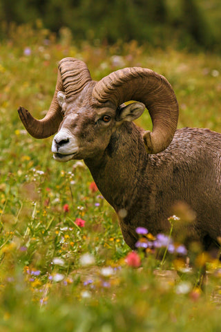  Bighorn Sheep " Lustre Print Photographer: Kyle Spradley Big Horn Ram in a field of flowers  Taken in Glacier National Park Montana  8" long x 10" high Lustre photographic print  Ready for a frame  Cardboard back and inside a plastic sleeve for protection