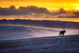" Blizzard Horse " Small Canvas Print