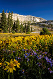 " Snowy Range Wildflower " Small Canvas Print