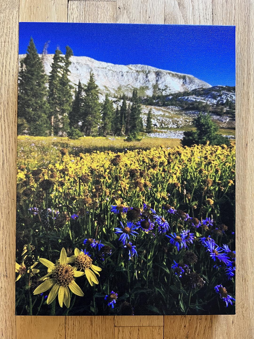 " Snowy Range Wildflower " Small Canvas Print