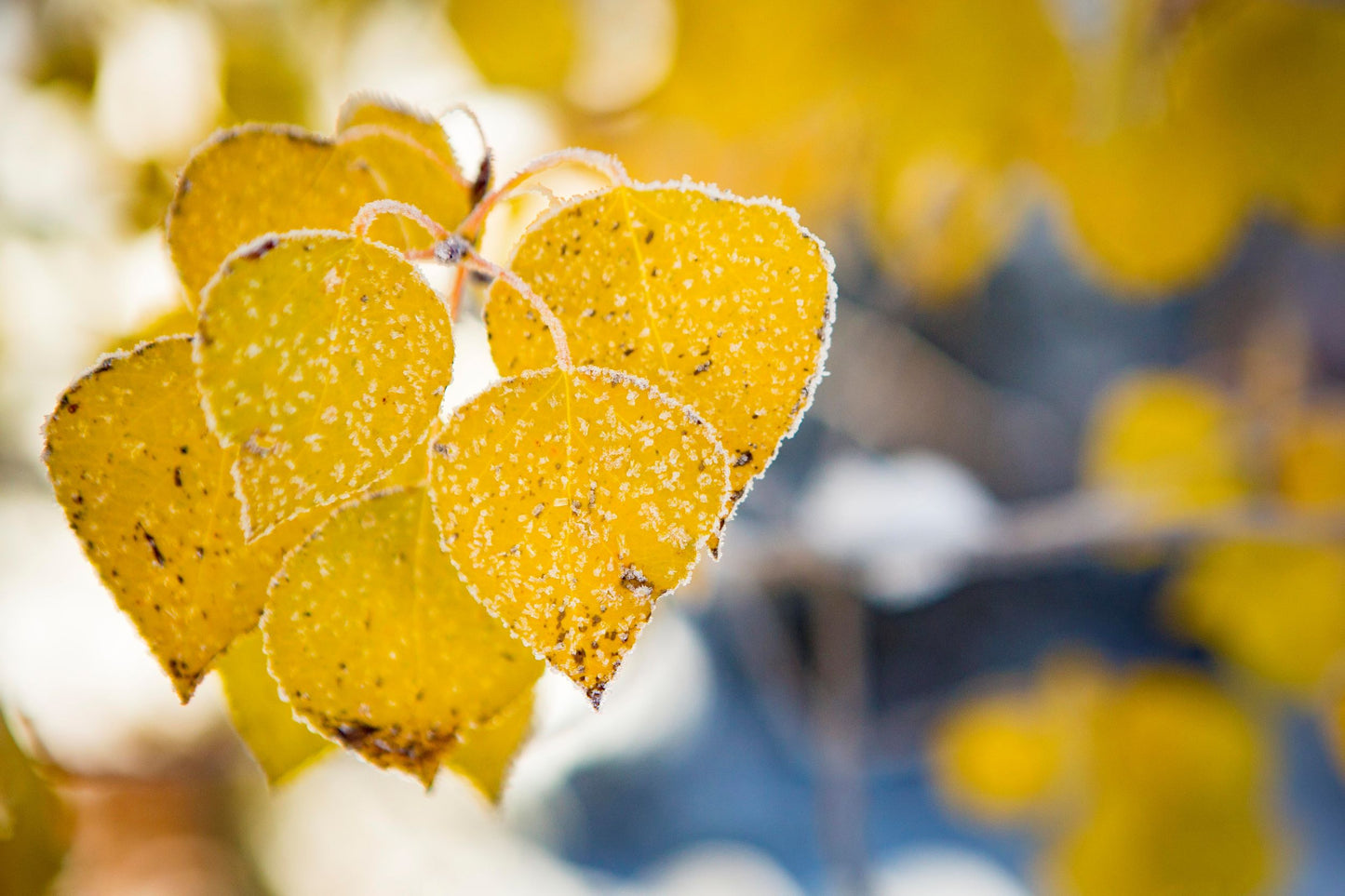 " Aspen Fall Frost " Small Canvas Photographer: Kyle Spradley Small Canvas Print  Aspen Leaves in Fall color with fresh frost  Taken in the Snowy Range Mountains of Wyoming  12" length x 9" height x 1" width  Sawtooth for hanging