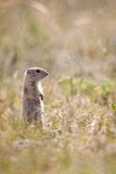 " Prairie Dog " Small Canvas Print