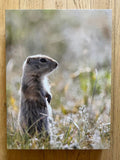 " Prairie Dog " Small Canvas Print