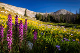 " Alpi" Alpine Wildflowers " Photographer: Kyle Spradley  Small Wood Frame with Matte  Elephant Head, and wildflowers in summer bloom in Snowy Range.  8 1/4 " length x 6 1/4" height x 1/2" width  Rings for hanging or  Easel back for free standingne Wildflowers " Framed Photo