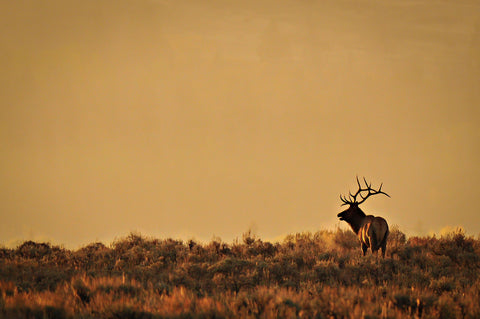 " Elk Morning " Lustre  Print