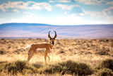 " Porcupine Falls  "  Luster Print.  A pronghorn antelope buck  walks in the Red Desert  One can see the distinct white butt, which is what one usually see as the animal is running away.  The "prong" of the horns along with the black cheek patch