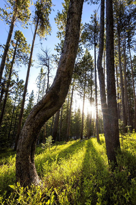 " Curvy Evergreen Forest " Lustre Print.  Summer morning at Snowy Range Mountains off Barber Lake Road  Interesting curved trunk among very straight lodgepole pine trees  Beautiful sunrise as it leaves long shadows of the trees