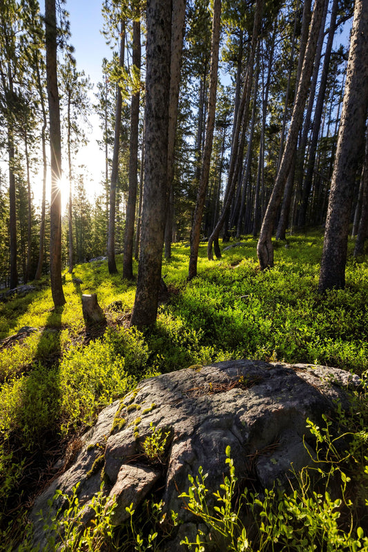 " Alpine Evergreen Forest " Photography Print Photographer: Kyle Spradley  5"  x 7"  Lustre Print  Come on a black mat board in a protective sleeve  Summer morning at Snowy Range Mountains off Barber Lake Road  The morning sun is peeking through the trees, creating shadow patterns on the bushes and rocks  Medicine Bow National Forest  Laramie, Wyoming  The print comes with a black mat on the back with a protective sleeve  It is ready for you to frame  Please note photograph was taken by the artist