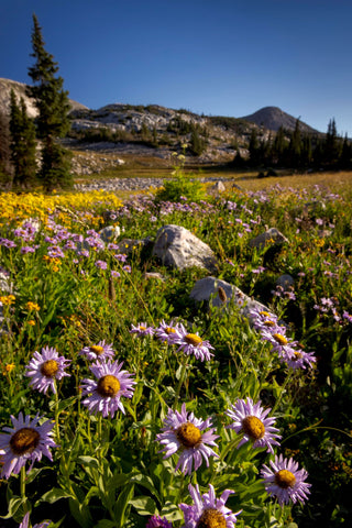" Alpine Meadow Flowers " Photographer: Kyle Spradley  8" x 10" Lustre Print  Vertical print  A meadow of wildflowers in bloom during a summer morning in the back country of the Snowy Range Mountains  A protective sleeve is provided along with black mat for stability  Ready for a frame of  your choice  Please note photograph was taken by the artist