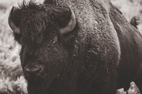 " Bison Face " Photographer: Kyle Spradley  11"  x 14"  Lustre Print  Very Close Up for a Bison  Front head, left facing view of a bison bull taken with long lense -  far away  Lamar Valley of Yellowstone National Park, Wyoming  The majestic Buffalo is on Wyoming's State Flag