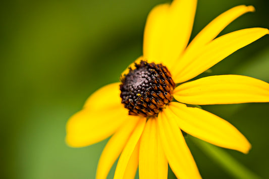Macro closeup photo of a Black Eyed Susan flower in full bloom  11" x 14" Horizontal Lustre Print  Inside a plastic sleeve with cardboard backing for added protection  Ready for a frame of your choice