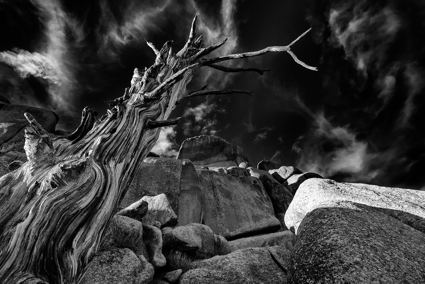 Black and white photo of an old Conifer Tree snag in the rocks of Vedauwoo  Vedauwoo State Park in Wyoming between Laramie and Cheyenne  11" x 14" Horizontal Lustre Print  Inside a plastic sleeve with cardboard backing for added protection  Ready for a frame of your choice