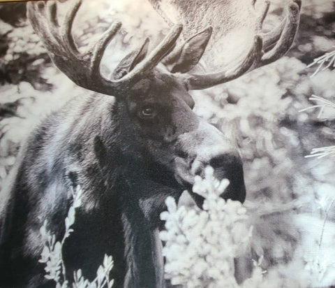 bull moose canvas photograph in black and white