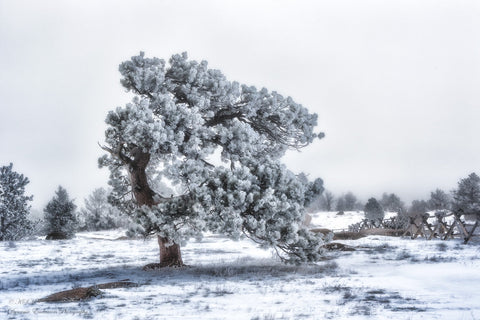 black and white photo on metal. hoar frost on a tree in Vedauwoo wyoming