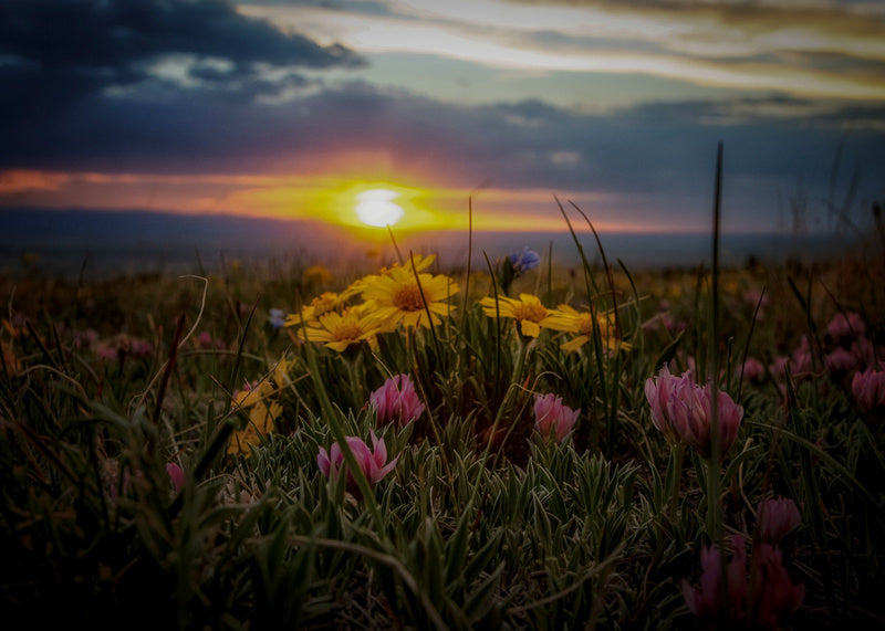 " Wildflowers In Spring " Glass Print Artist: Kathleen Milks Sunset with wildflowers  Happy Jack Recreation Area near Laramie Wyoming  15 1/2" long x 21" high x 1/4" wide glass print  Single hole for hanging  From the artist:  There are many spots to watch Laramie’s amazing sunsets, and for a certain amount of time the ground is decorated with wildflowers. This was on a forest service road off of the frontage road in happy jack. The view to get both is worth taking a seat for  