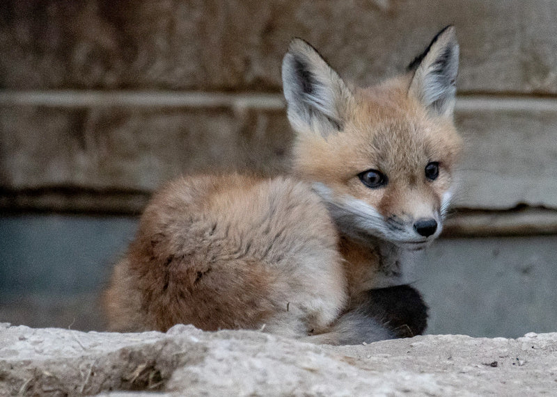 fox kit notecard. baby fox laying down looking toward the camera. blank card with envelope