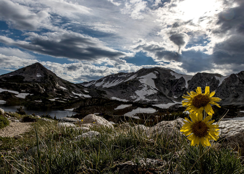 Snowy Range mountians with two yellow flowers. blank card with envelope