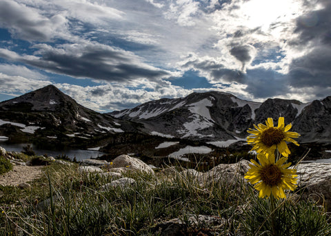 Snowy Range mountians with two yellow flowers. blank card with envelope