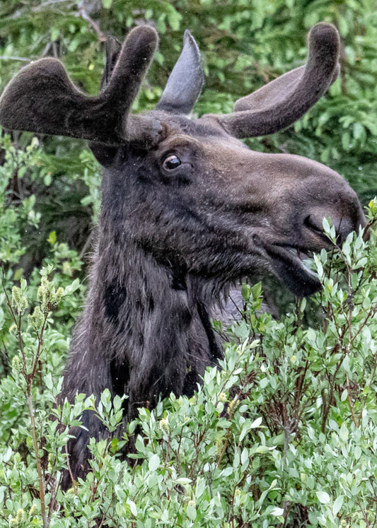 blank card with evelope. bull moose eating willows