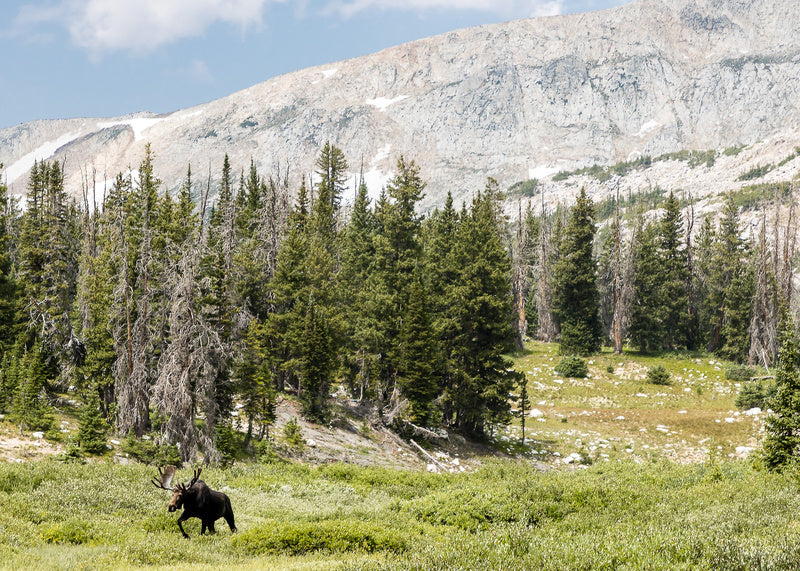 Large bull moose walking through the Sugarloaf area of the Snowy Range Mountains in Wyoming. blank card with envelope