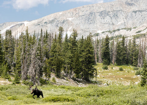 Large bull moose walking through the Sugarloaf area of the Snowy Range Mountains in Wyoming. blank card with envelope