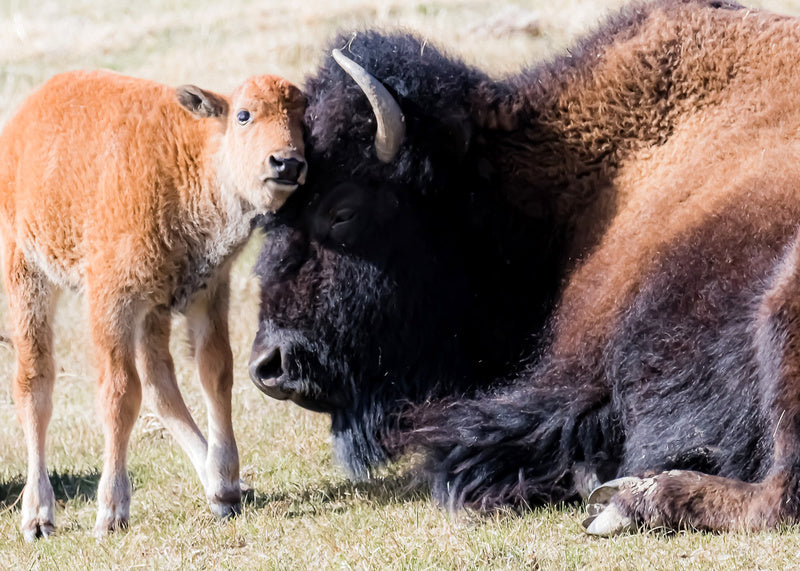 bison cow and calf. blank card with envelope