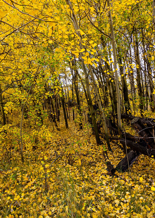 yellow leaves of the fall aspen in Blair area of Vedauwoo in wyoming.  blank card with envelope