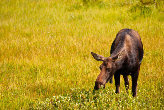 handmade photographic blank card. Cow moose grazing in a meadow