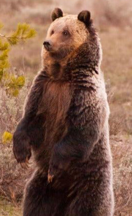photographic card of standing brown bear