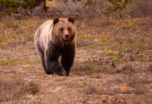 Handmade Photographic Walking Bear Greeting Card