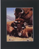 " On Guard " Bison Family Matted Print
