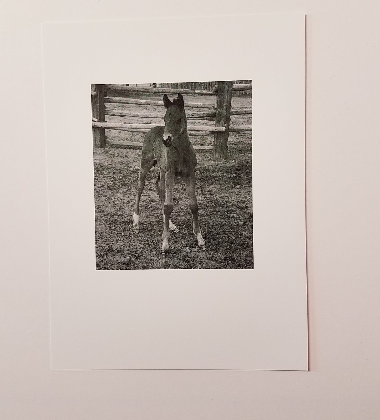 " Pepper " Foal Black / White Photo Card Four Pack