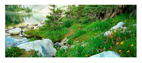 " Quartzite And Wildflowers Along Lake Marie " Panoramic Card