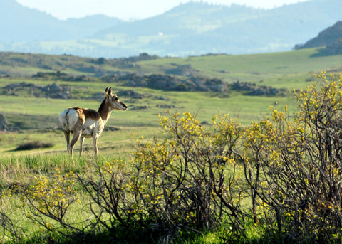 " Antelope Doe In The Mountains " Evening Greeting Card Photographer: Renee Laegreid  Blank card with envelope  Photograph of a doe pronghorn in the mountains in the early evening sun  7" long x 5" high  Photograph was taken by the artist  Artist photograph and information on the back of the card