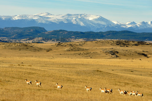 " Antelope At The Base Of The Mountains " Greeting Card Artist: Renee Laegreid  Blank card with envelope  Photograph of a herd of pronghorn running in a meadow at the base of the mountains  7" long x 5" high  Photograph was taken by the artist  Artist information on the back of the card