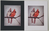 " Sittin' on the Porch " Cardinals Matted Print