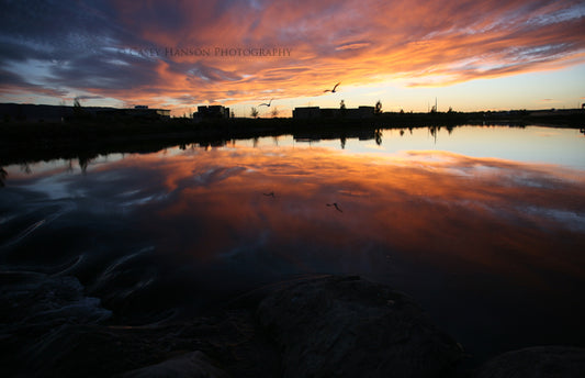 " Sunset Flight " Photograph On Metal