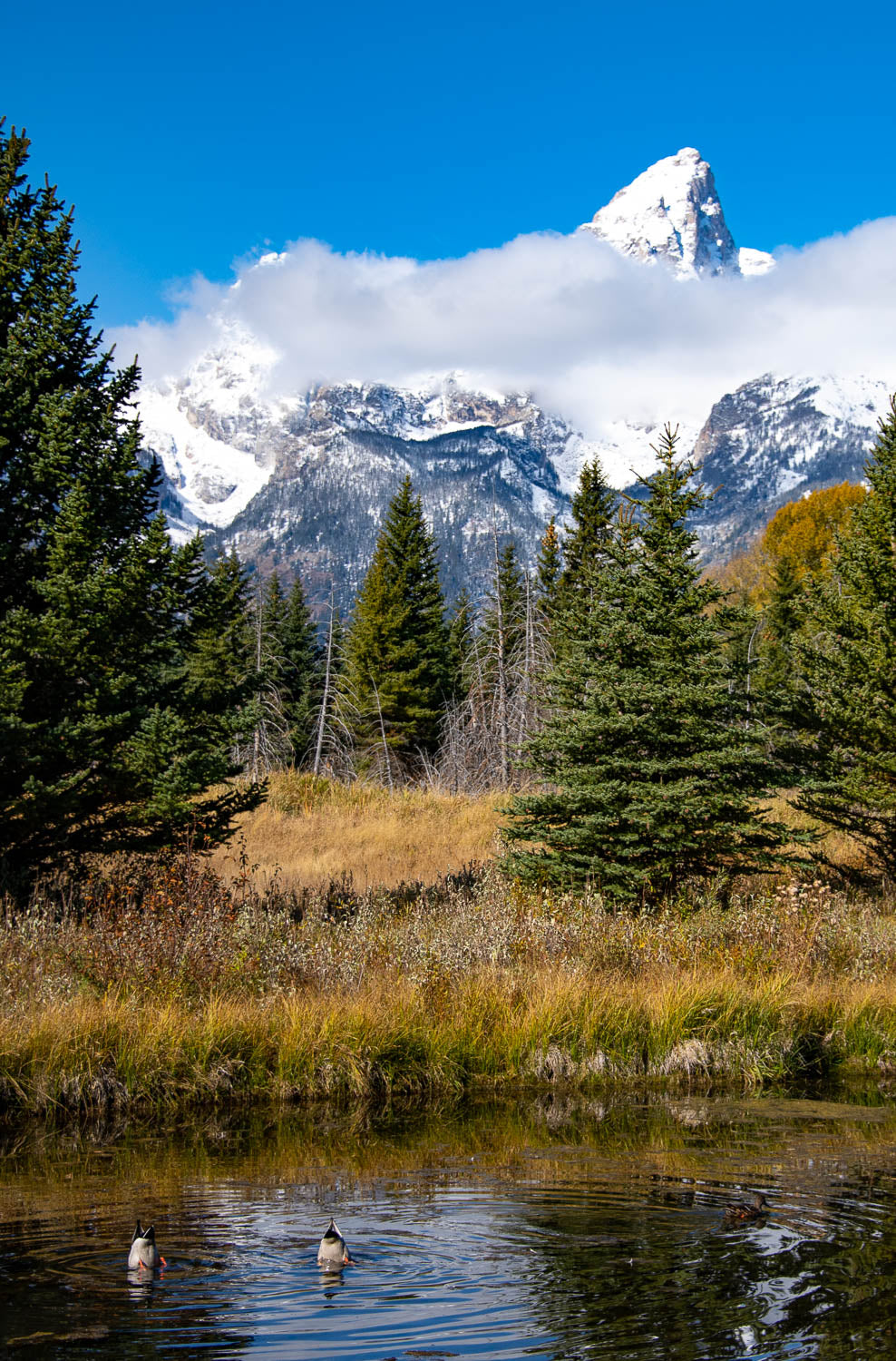 Diving Ducks in front the the Grand Teton, Wyoming. 12" x 18" metal print photography