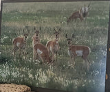 There's always one who doesn't want to look at the camera. Pronghorn fawns outside of Laramie. Glass print